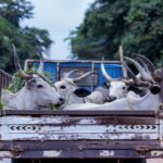 Professionele vrachtwagen met krachtige luchthoorns voor betere veiligheid en rijervaring op de weg.